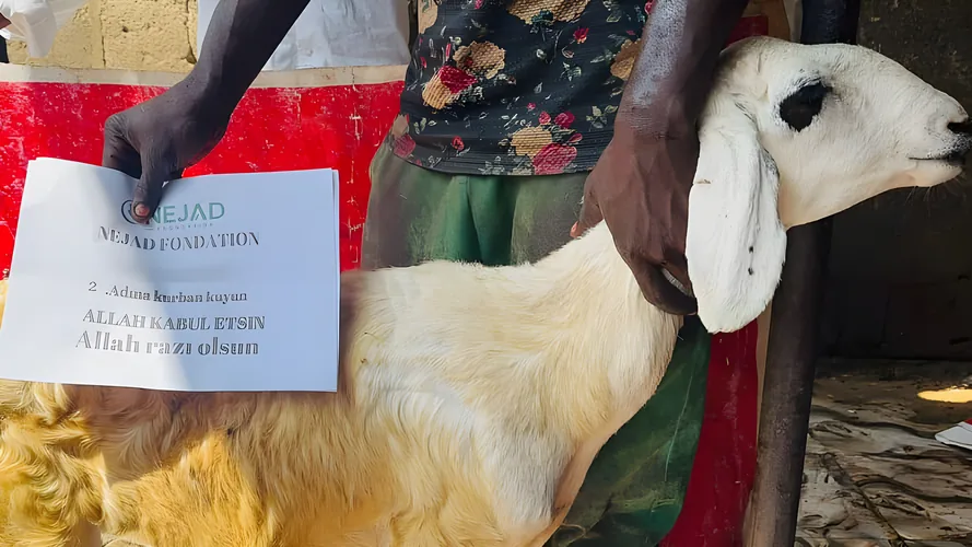 A Qurbani sheep held beside a NEJAD Foundation label with the donor's details